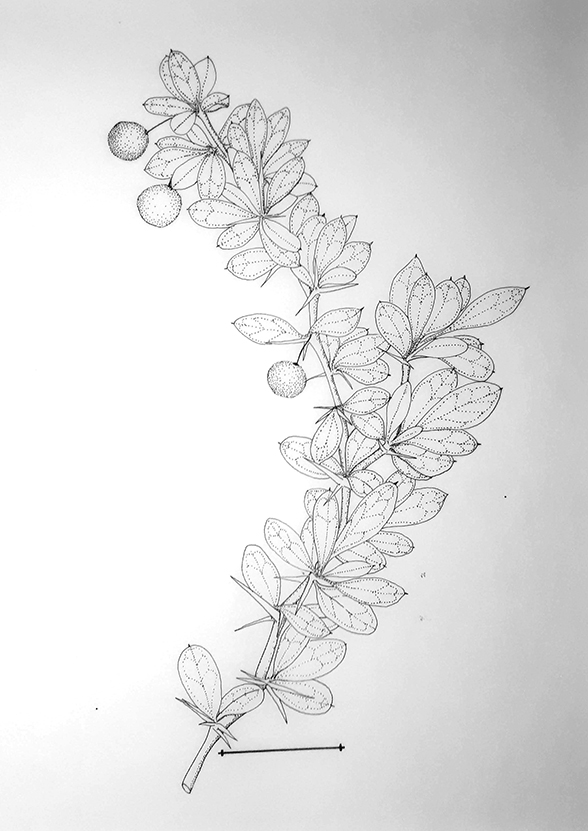 fig12